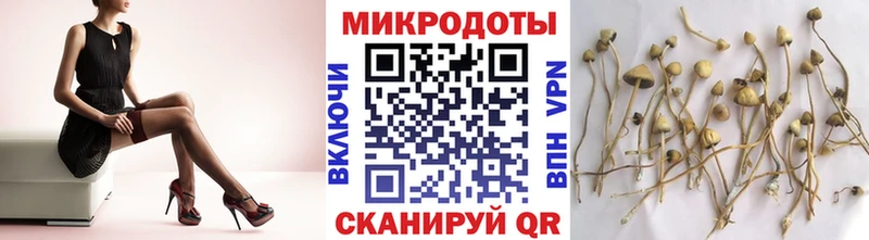 Галлюциногенные грибы Psilocybine cubensis  Андреаполь 